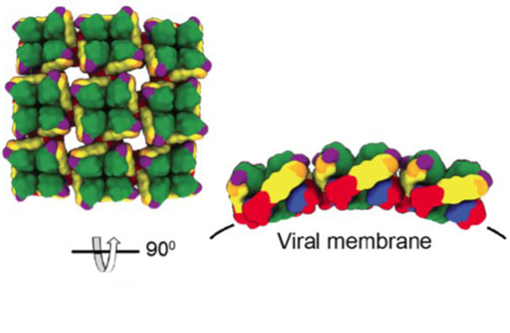 Viral membrane